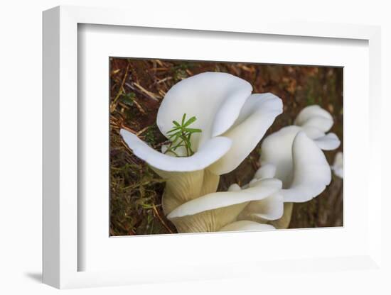 Spruce seedling.-Ken Archer-Framed Photographic Print