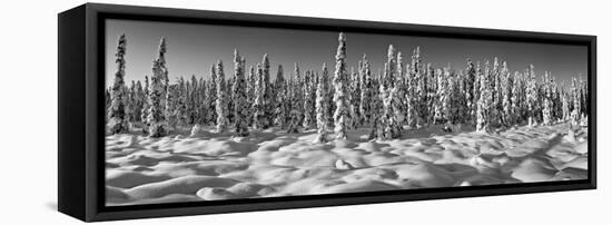 Spruce trees on a snow covered landscape, Chugiak, Anchorage, Alaska, USA-null-Framed Premier Image Canvas