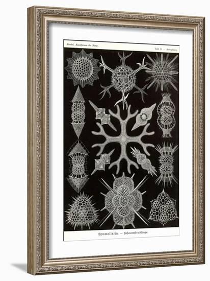 Spumellaria-Ernst Haeckel-Framed Art Print