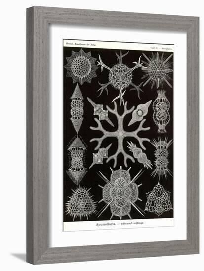 Spumellaria-Ernst Haeckel-Framed Art Print