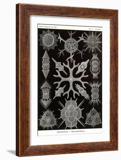 Spumellaria-Ernst Haeckel-Framed Art Print