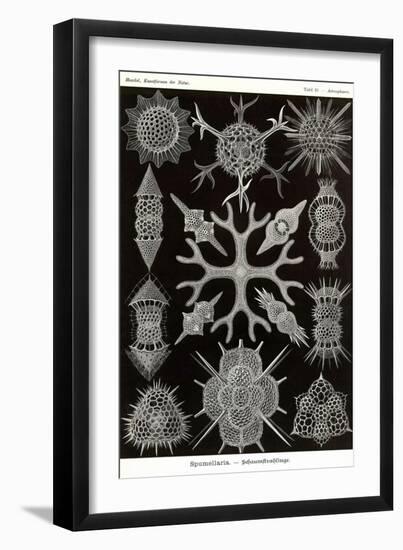Spumellaria-Ernst Haeckel-Framed Art Print