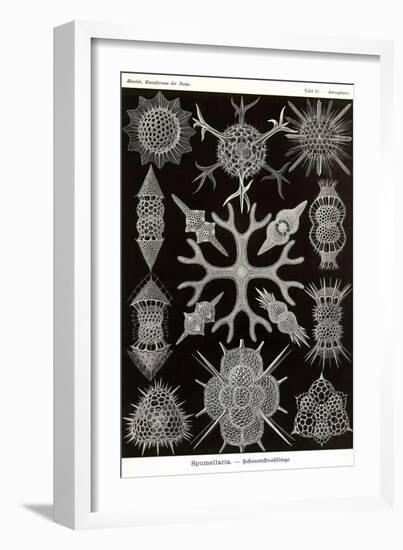 Spumellaria-Ernst Haeckel-Framed Art Print