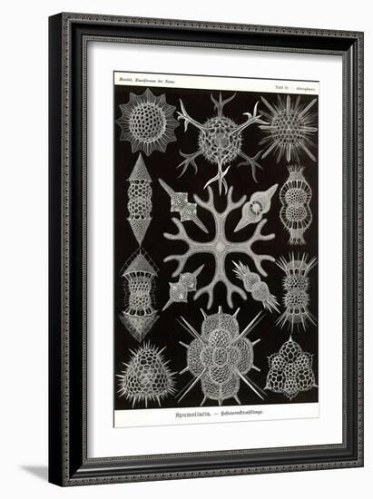 Spumellaria-Ernst Haeckel-Framed Art Print