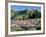 Spur Lupine and Subalpine Firs, Marys River Peak, Humboldt National Forest, Nevada, USA-Scott T. Smith-Framed Photographic Print