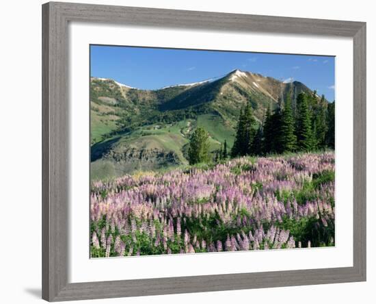 Spur Lupine and Subalpine Firs, Marys River Peak, Humboldt National Forest, Nevada, USA-Scott T. Smith-Framed Photographic Print