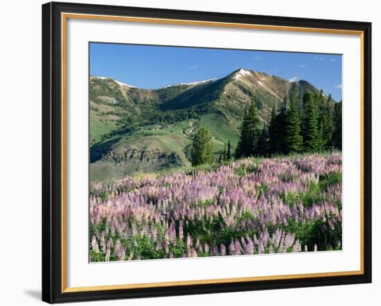 Spur Lupine and Subalpine Firs, Marys River Peak, Humboldt National Forest, Nevada, USA-Scott T. Smith-Framed Photographic Print