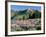 Spur Lupine and Subalpine Firs, Marys River Peak, Humboldt National Forest, Nevada, USA-Scott T. Smith-Framed Photographic Print