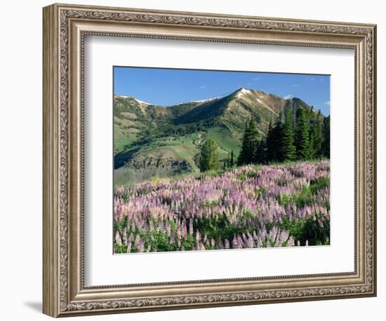 Spur Lupine and Subalpine Firs, Marys River Peak, Humboldt National Forest, Nevada, USA-Scott T. Smith-Framed Photographic Print