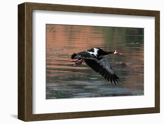 Spur-winged Goose (Plectropterus gambensis) in flight, Chobe National Park, Botswana, Africa-Sergio Pitamitz-Framed Photographic Print