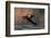 Spur-winged Goose (Plectropterus gambensis) in flight, Chobe National Park, Botswana, Africa-Sergio Pitamitz-Framed Photographic Print