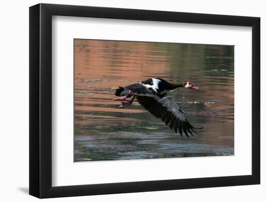 Spur-winged Goose (Plectropterus gambensis) in flight, Chobe National Park, Botswana, Africa-Sergio Pitamitz-Framed Photographic Print