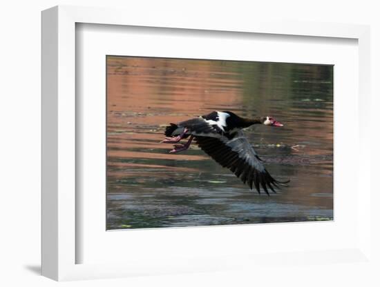 Spur-winged Goose (Plectropterus gambensis) in flight, Chobe National Park, Botswana, Africa-Sergio Pitamitz-Framed Photographic Print