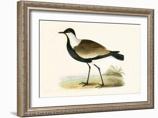 Spur Winged Plover,  from 'A History of the Birds of Europe Not Observed in the British Isles'-English-Framed Giclee Print