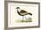 Spur Winged Plover,  from 'A History of the Birds of Europe Not Observed in the British Isles'-English-Framed Giclee Print