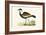 Spur Winged Plover,  from 'A History of the Birds of Europe Not Observed in the British Isles'-English-Framed Giclee Print