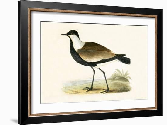 Spur Winged Plover,  from 'A History of the Birds of Europe Not Observed in the British Isles'-English-Framed Giclee Print