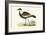 Spur Winged Plover,  from 'A History of the Birds of Europe Not Observed in the British Isles'-English-Framed Giclee Print