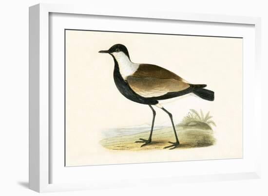 Spur Winged Plover,  from 'A History of the Birds of Europe Not Observed in the British Isles'-English-Framed Giclee Print