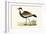 Spur Winged Plover,  from 'A History of the Birds of Europe Not Observed in the British Isles'-English-Framed Giclee Print
