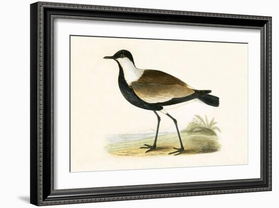 Spur Winged Plover,  from 'A History of the Birds of Europe Not Observed in the British Isles'-English-Framed Giclee Print