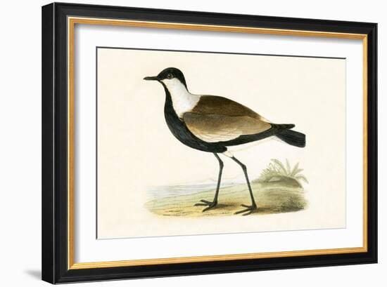 Spur Winged Plover,  from 'A History of the Birds of Europe Not Observed in the British Isles'-English-Framed Giclee Print