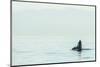 Spyhopping orca from Pod of resident Orca Whales in Haro Strait near San Juan Island, Washington St-Stuart Westmorland-Mounted Photographic Print