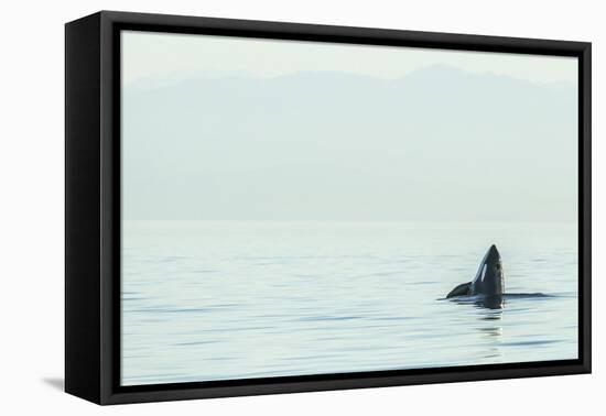 Spyhopping orca from Pod of resident Orca Whales in Haro Strait near San Juan Island, Washington St-Stuart Westmorland-Framed Premier Image Canvas