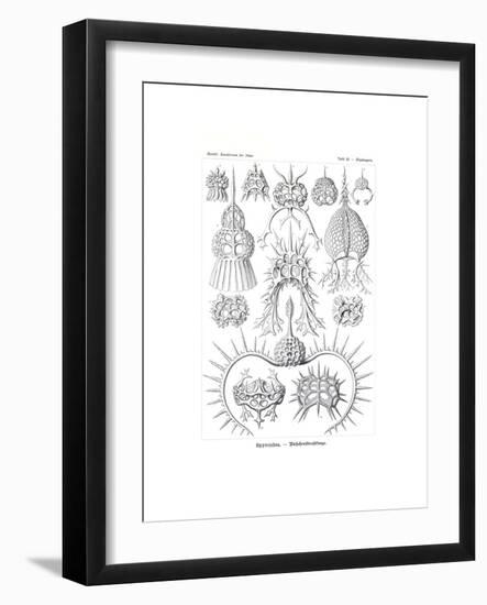 Spyroidea, 1899-1904-null-Framed Giclee Print