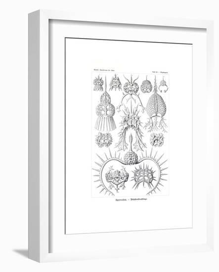 Spyroidea, 1899-1904-null-Framed Giclee Print