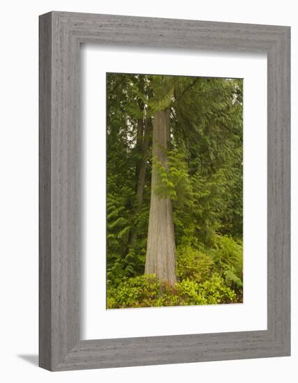 Squak Mountain, Washington. Western redcedar tree surrounded by western swordfern and huckleberry.-Janet Horton-Framed Photographic Print