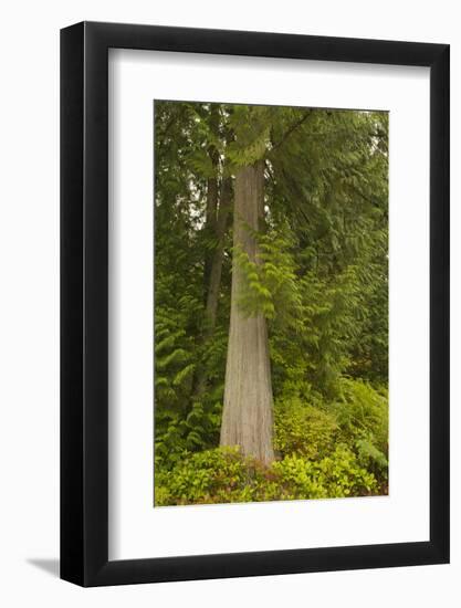 Squak Mountain, Washington. Western redcedar tree surrounded by western swordfern and huckleberry.-Janet Horton-Framed Photographic Print