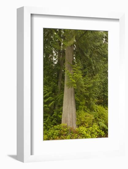 Squak Mountain, Washington. Western redcedar tree surrounded by western swordfern and huckleberry.-Janet Horton-Framed Photographic Print