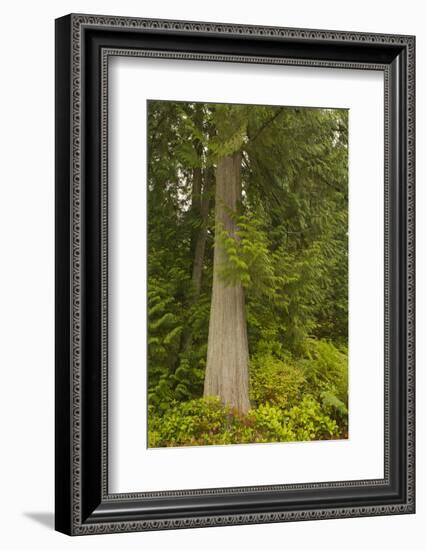 Squak Mountain, Washington. Western redcedar tree surrounded by western swordfern and huckleberry.-Janet Horton-Framed Photographic Print