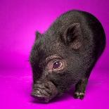 Black Pig-Square Dog Photography-Mounted Photographic Print