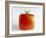 Square Tomato-Cordelia Molloy-Framed Photographic Print