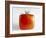 Square Tomato-Cordelia Molloy-Framed Photographic Print
