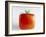 Square Tomato-Cordelia Molloy-Framed Photographic Print