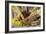 Squash, Corn, and Beans: the Three Sisters of Native American Agriculture-null-Framed Giclee Print