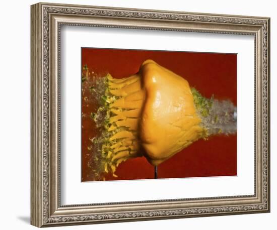 Squash Explosion-Alan Sailer-Framed Photographic Print