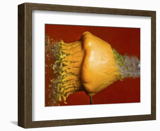 Squash Explosion-Alan Sailer-Framed Photographic Print