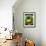 Squash Seed Packet-Lantern Press-Framed Art Print displayed on a wall