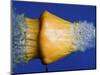 Squash Squished-Alan Sailer-Mounted Photographic Print