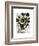 Squash Vine 1-Fab Funky-Framed Art Print