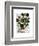 Squash Vine 1-Fab Funky-Framed Art Print