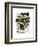 Squash Vine 1-Fab Funky-Framed Art Print