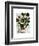 Squash Vine 1-Fab Funky-Framed Art Print