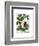 Squash Vine 3-Fab Funky-Framed Art Print