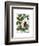 Squash Vine 3-Fab Funky-Framed Art Print