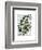 Squash Vine 4-Fab Funky-Framed Art Print